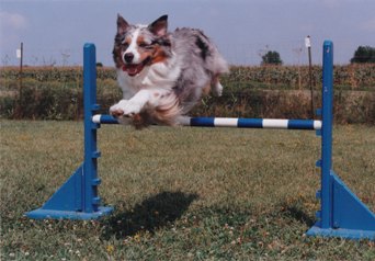 tommy agility jump