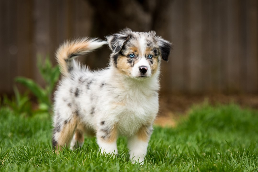 Photos De Elevage O Scarlett And Co - Bergers Australiens Élevage éthique de bergers australiens - MoiAussie